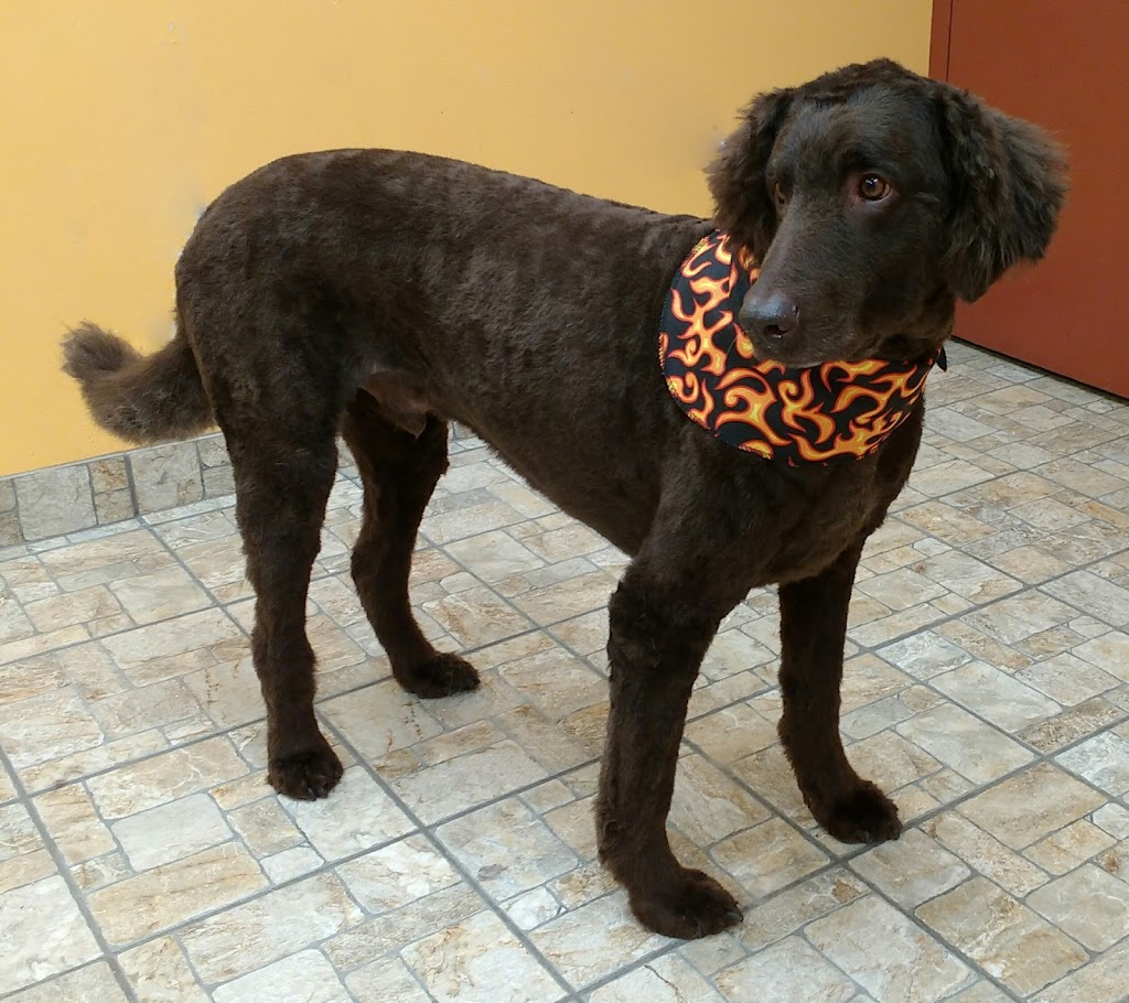 Boutique Golden Paws | 4830 Rue René-Émard, Pierrefonds, QC H9A 2Y1, Canada | Phone: (514) 620-1158