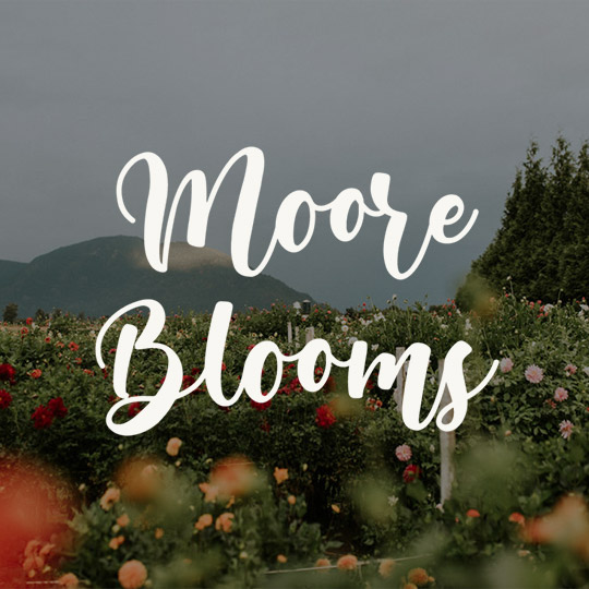 Moore Blooms Dahlias | 6953 Lickman Rd, Chilliwack, BC V2R 4A9, Canada | Phone: (604) 845-4745