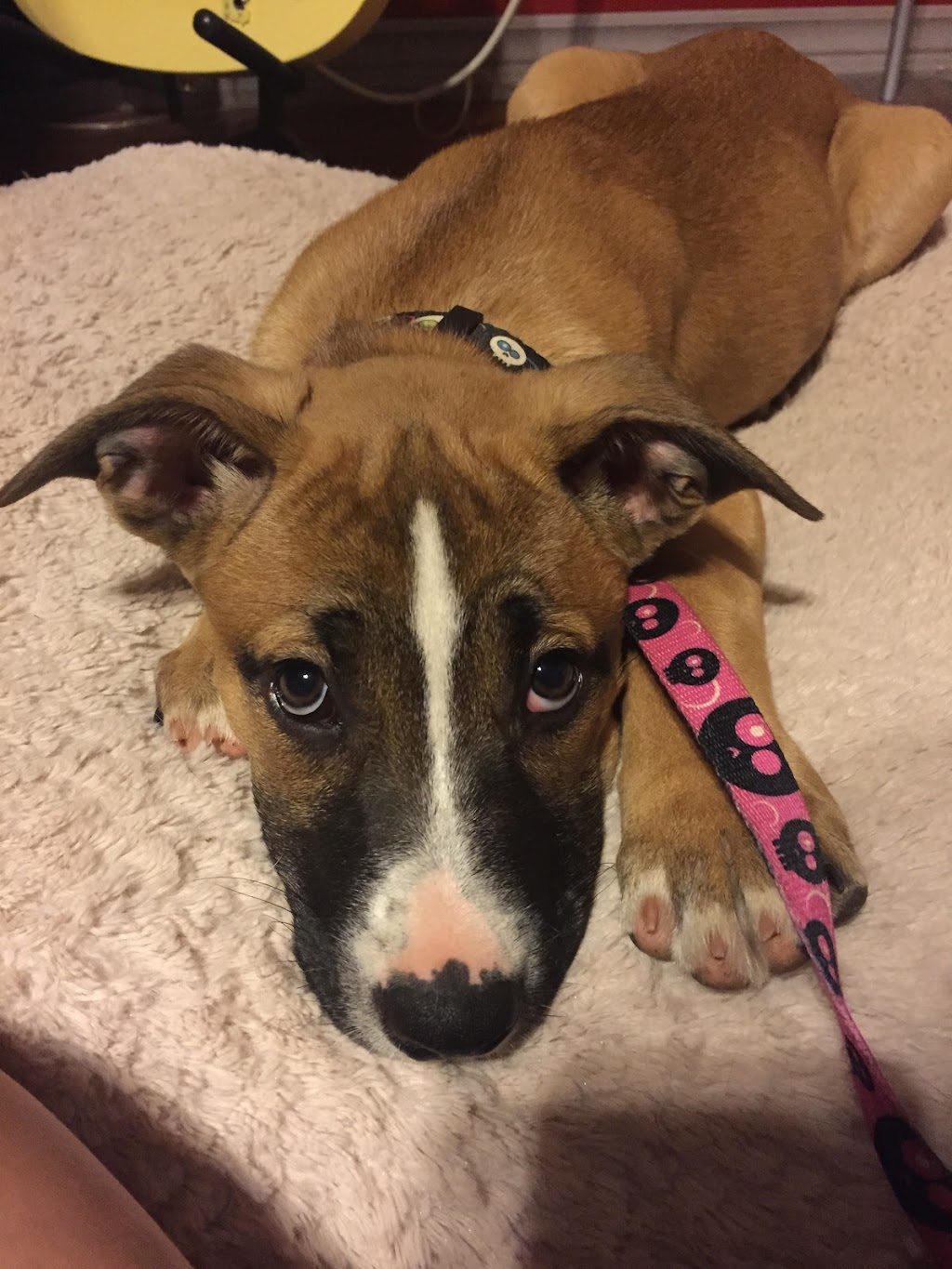 Complete K9 Care | 631 Second Line Rd, Bailieboro, ON K0L 1B0, Canada | Phone: (705) 760-4279