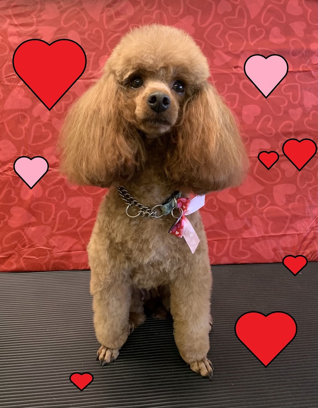 Ola Puppy Dog Grooming | 12516 Harris Rd, Pitt Meadows, BC V3Y 2J4, Canada | Phone: (604) 465-0909