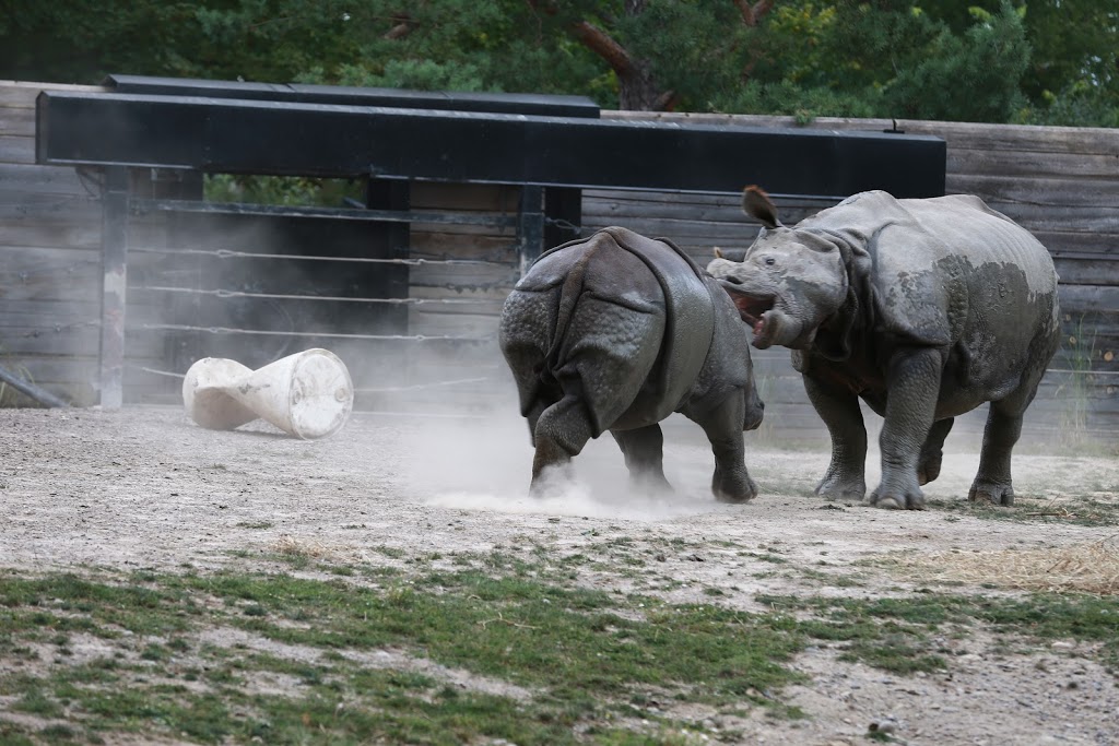 Indian Rhinoceros Pavilion | 2000 Meadowvale Rd, Scarborough, ON M1B 5K7, Canada | Phone: (416) 392-5929