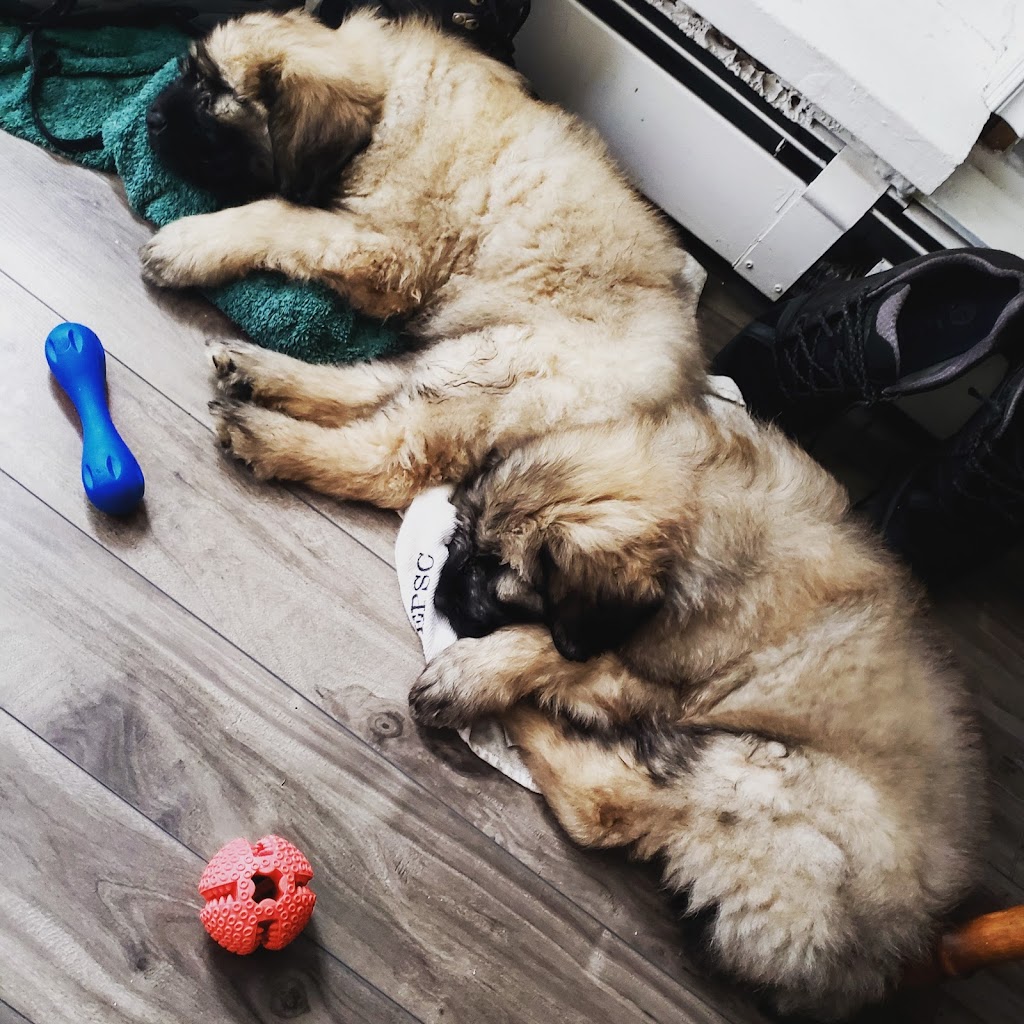 Pet Valu | 101 McAllister Dr, Saint John, NB E2J 2S5, Canada | Phone: (506) 693-7387