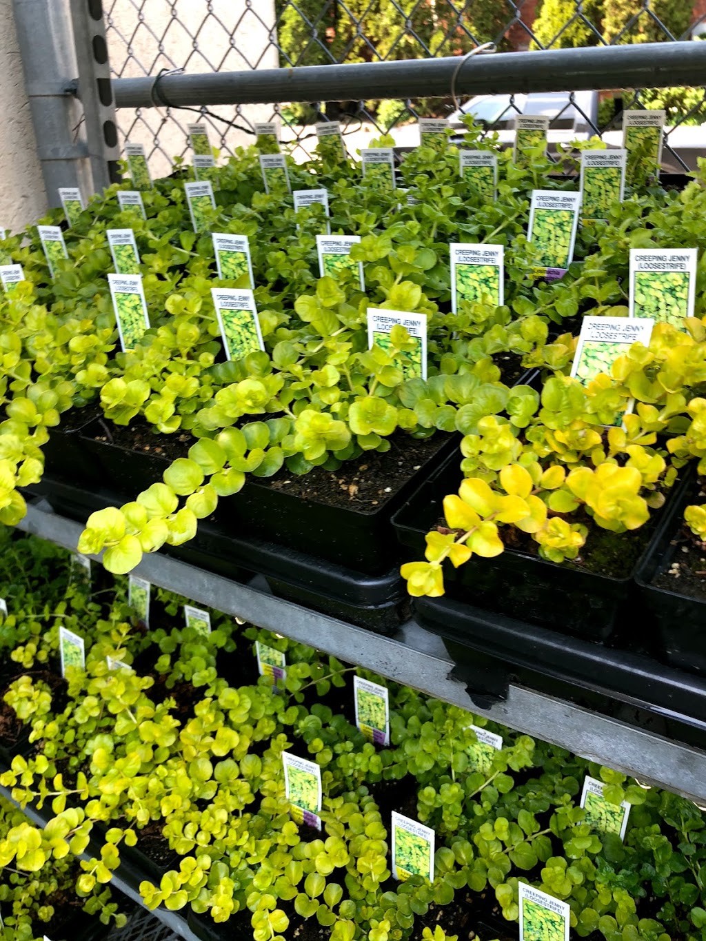Summerhill Nursery & Floral | 1 Poplar Plains Rd, Toronto, ON M4V 1A7, Canada | Phone: (416) 922-6902
