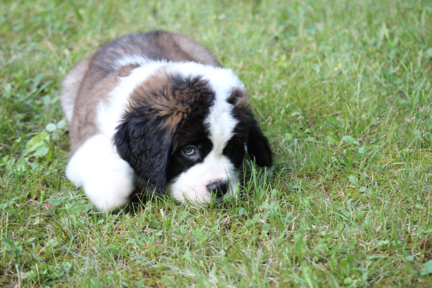 Jurassic Bark Kennels | 18 Fells Point Rd, Fenelon Falls, ON K0M 1N0, Canada | Phone: (705) 340-2925