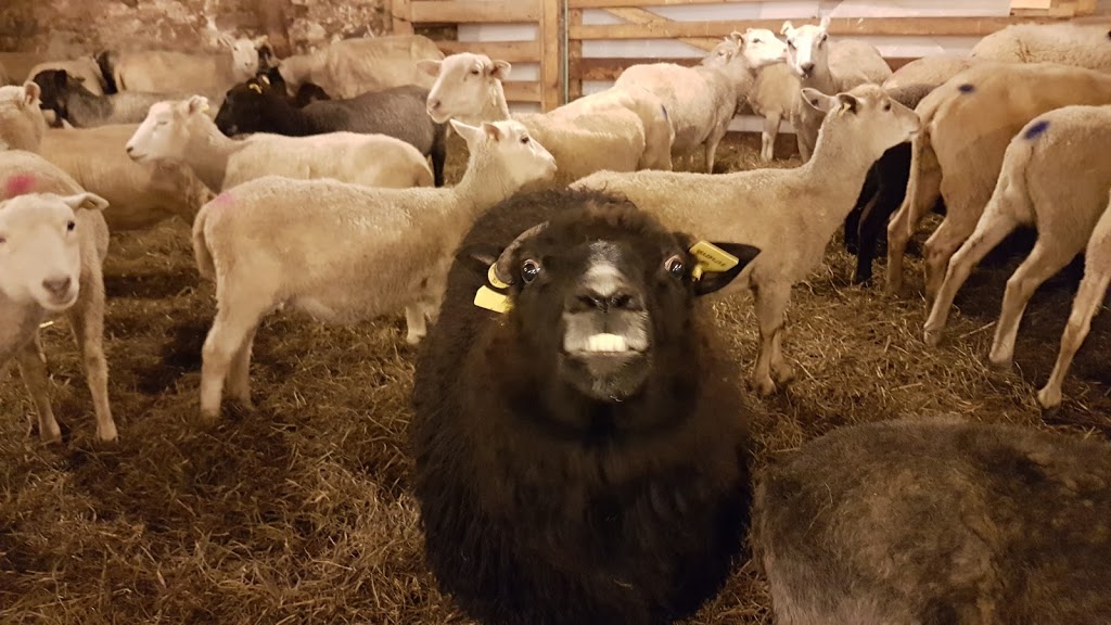All Sorts Acre Farm, Home Of Happy Sheep Ice Cream | 1C0, ON-6, Ayton, ON N0G 1C0, Canada | Phone: (226) 203-2273