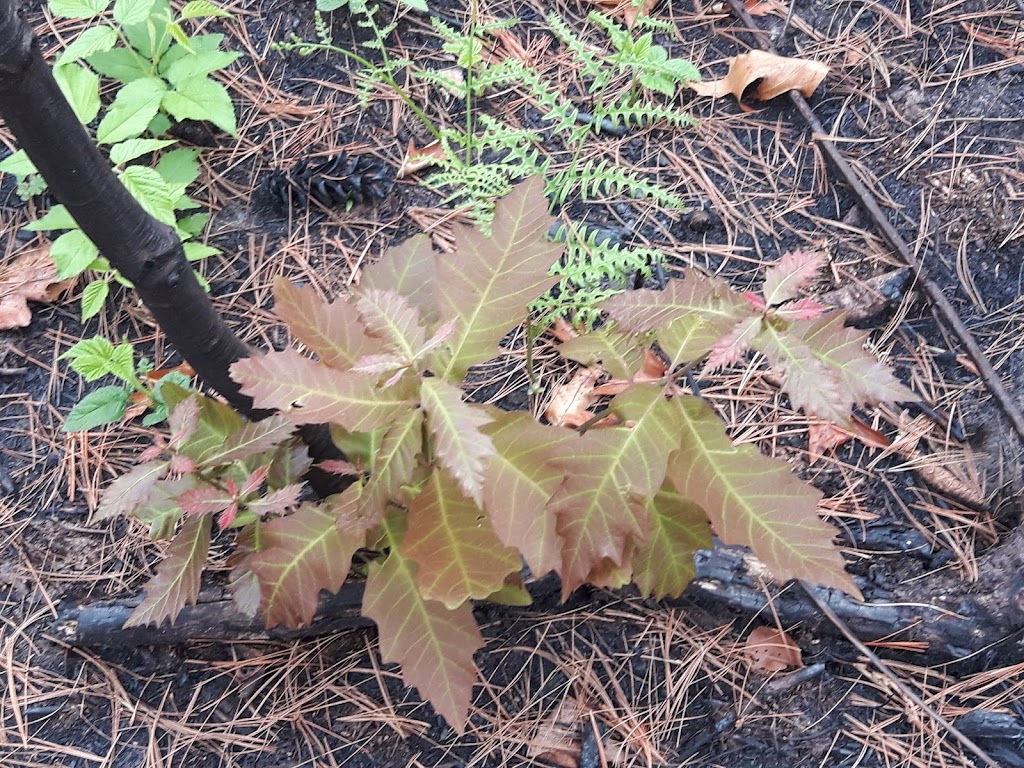 York River Forestry Services | 74 York River Dr, Bancroft, ON K0L 1C0, Canada | Phone: (613) 334-9893