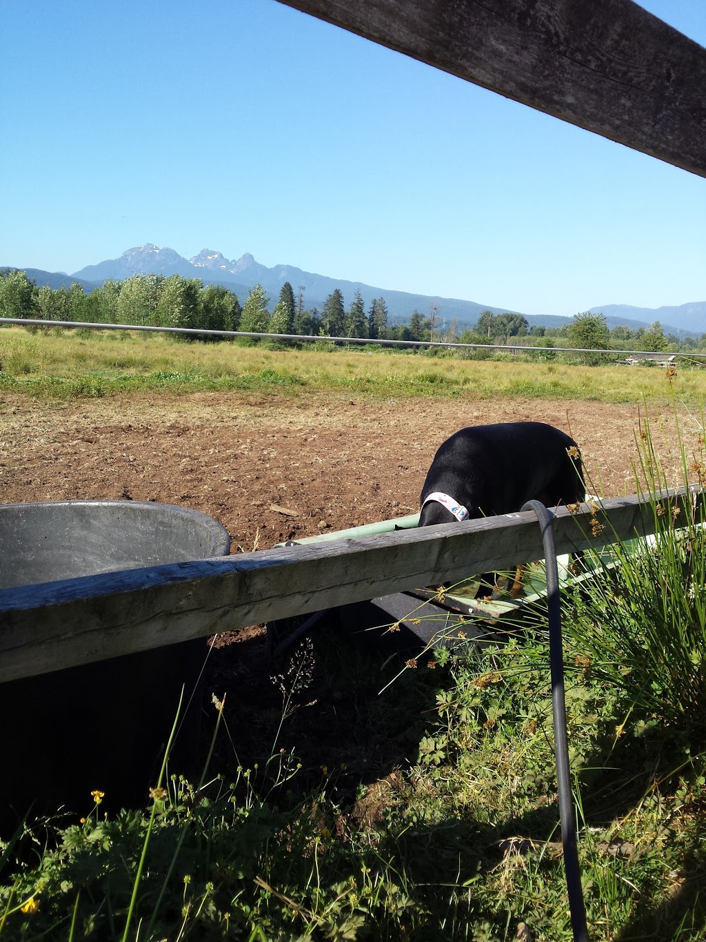 Pemberley Riding School | 21281 128 Ave, Maple Ridge, BC V4R 2N1, Canada | Phone: (604) 836-7522