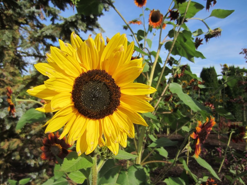 Tuscan Farm Gardens | 6834 Mount Lehman Rd, Abbotsford, BC V4X 2G5, Canada | Phone: (604) 857-1998