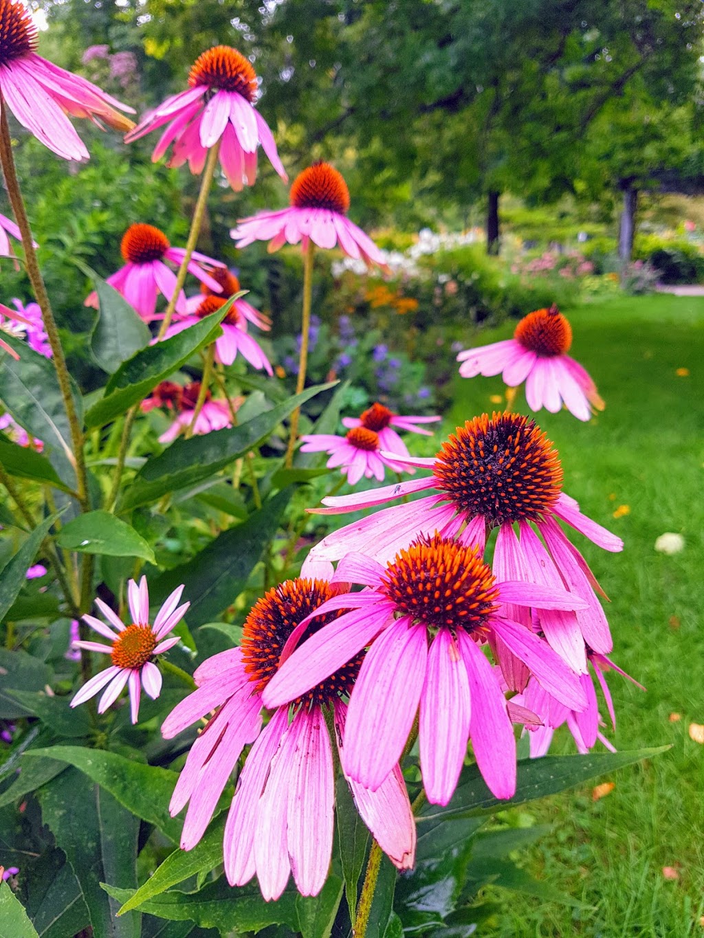 Rosetta McClain Gardens | 5 Glen Everest Rd, Scarborough, ON M1N 1J2, Canada | Phone: (416) 392-8188