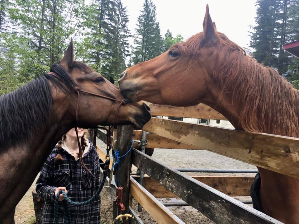 Mission Horse Boarding | 14323 Kontney Rd, Mission, BC V2V 0B8, Canada | Phone: (604) 785-7720