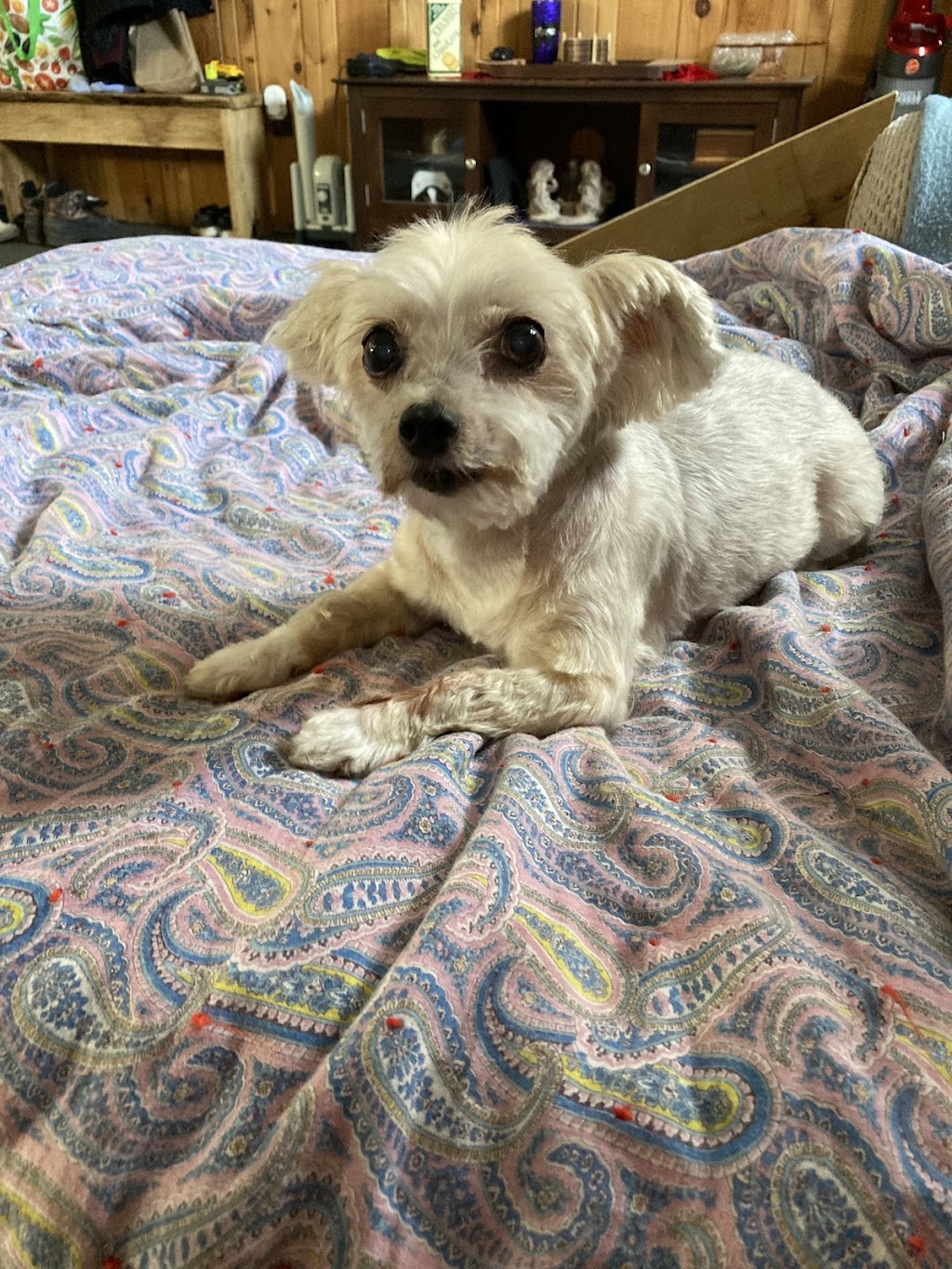 Sarahs pampered pooches | 98 sandbanks, Wellington, ON K0K 3L0, Canada | Phone: (647) 546-3698