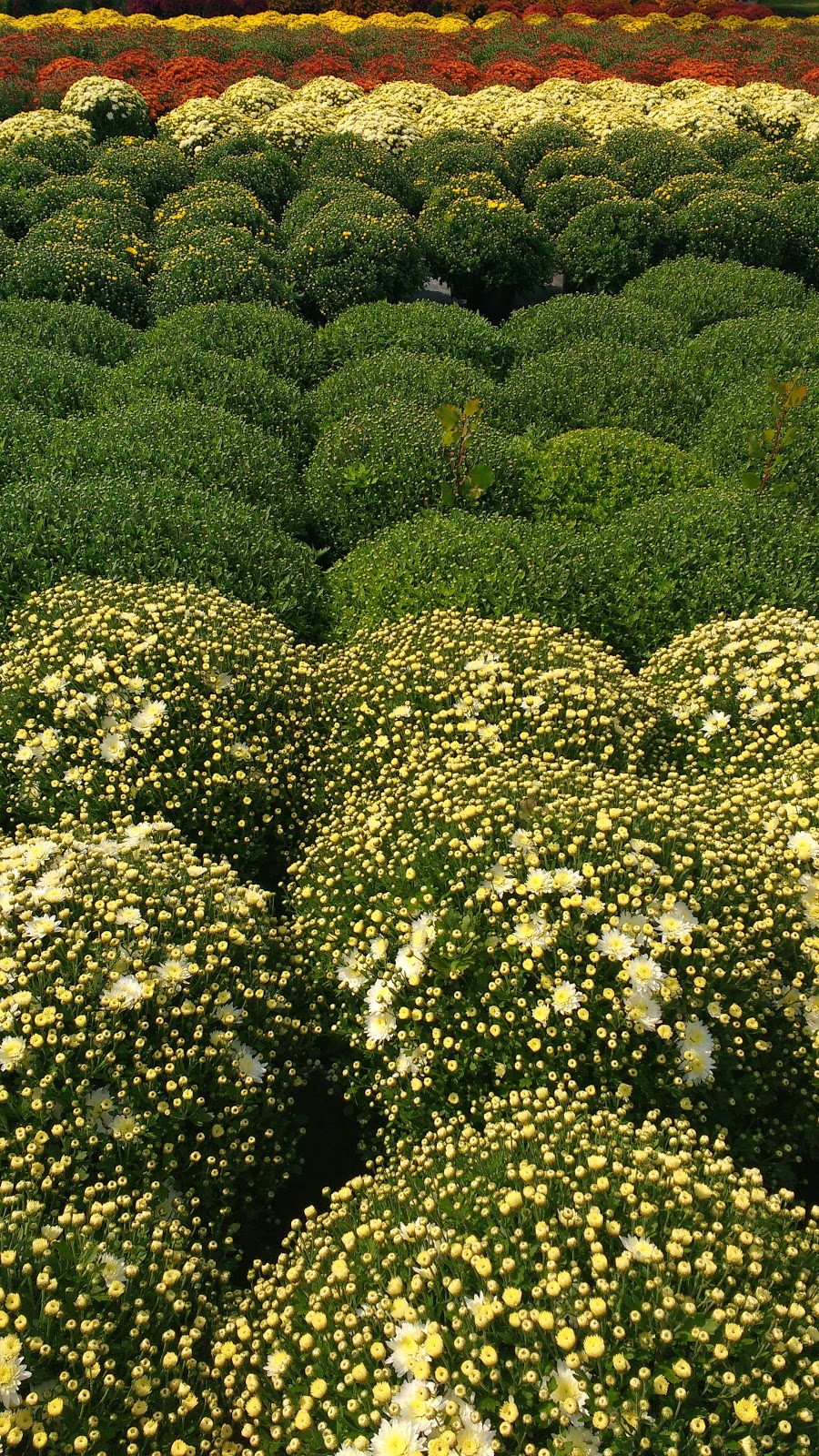 Flowerbed Greenhouses Ltd. | 22653 Kent Bridge Rd, Kent Bridge, ON N0P 1V0, Canada | Phone: (519) 352-3439