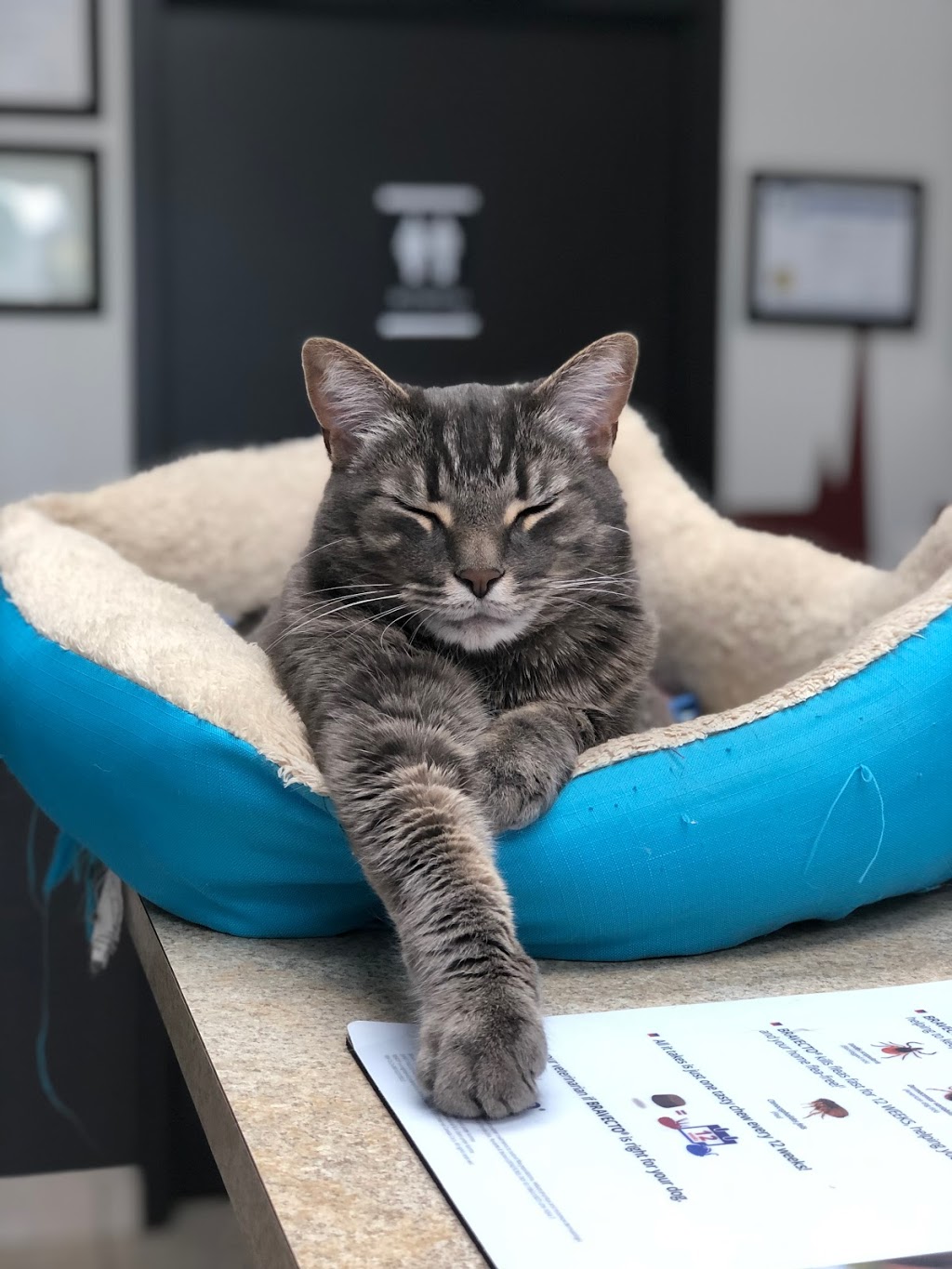 Broadway Animal Hospital | 328 Broadway, Orangeville, ON L9W 4L7, Canada | Phone: (519) 940-0899