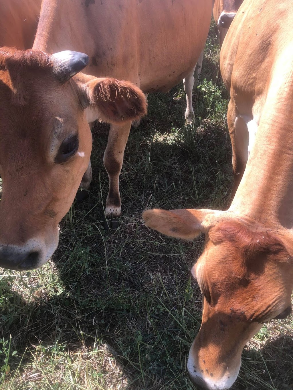 Echo Valley Ranch | 7074 Side Rd 15, Moorefield, ON N0G 2K0, Canada | Phone: (519) 638-5951