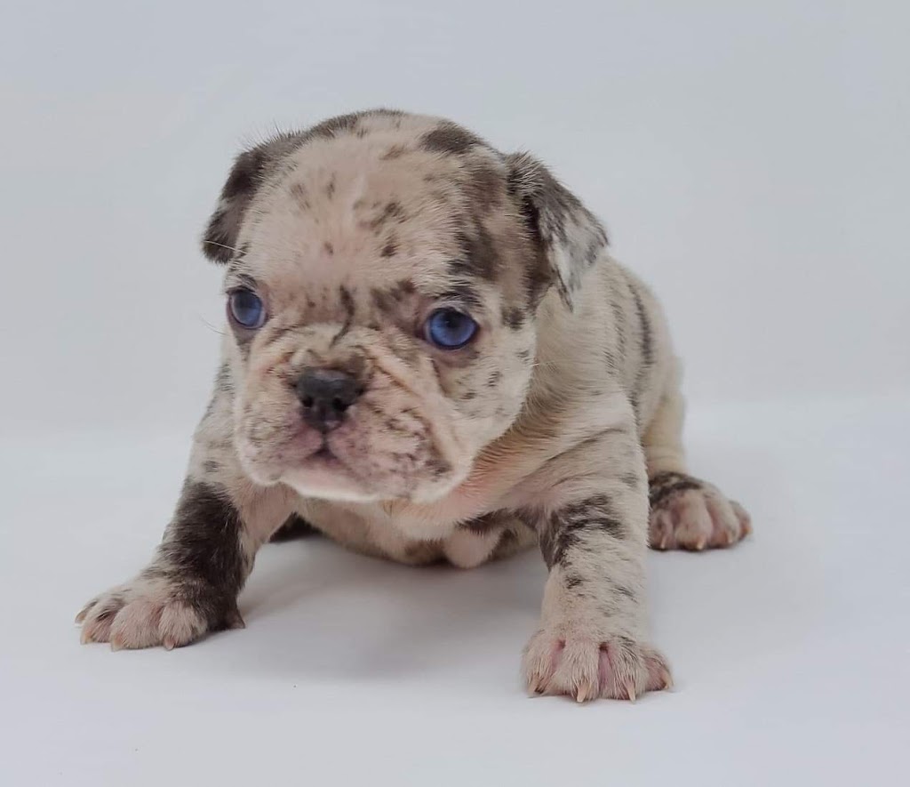 Elite Frenchies | 140 Sagewood Blvd SW #202, Airdrie, AB T4B 3H5, Canada | Phone: (902) 471-2321