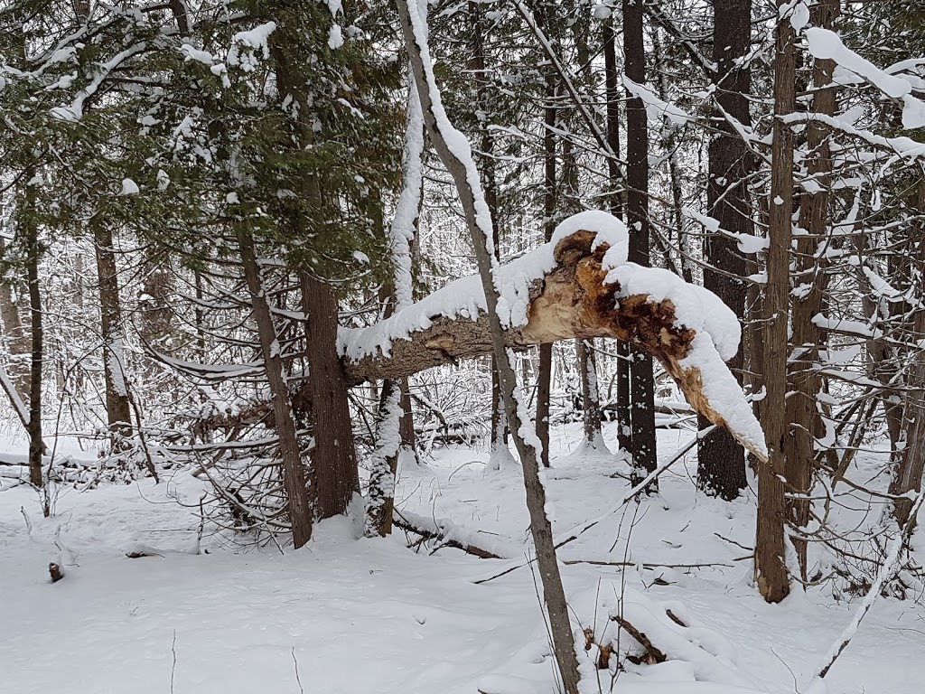 Stony Swamp | 4897 Old Richmond Rd, Nepean, ON K2R 1G8, Canada