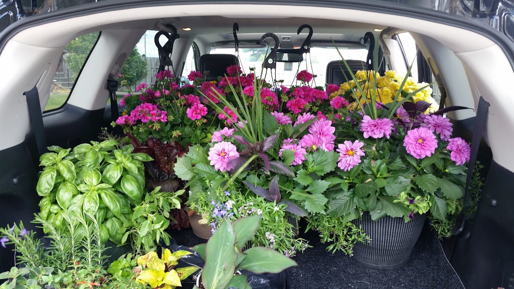 Capogna Flowers | 2078 Talbot Rd, Kingsville, ON N9Y 2E4, Canada | Phone: (519) 326-8840