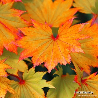 Frost Nursery | 5863 Beatty Rd, Abbotsford, BC V4X 2E9, Canada | Phone: (604) 607-7171