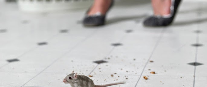 Rive-Nord Extermination | 683 Rue Notre-Dame C, Repentigny, QC J6A 2W5, Canada | Phone: (450) 585-3100