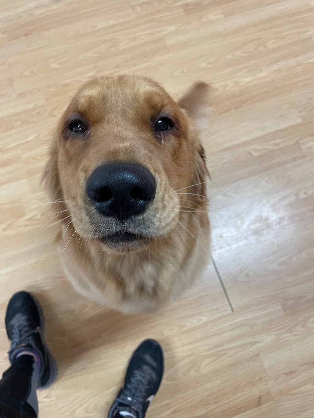 Syd’s Barkin Beauties | 288 Josephine St, Wingham, ON N0G 2W0, Canada | Phone: (519) 722-0916