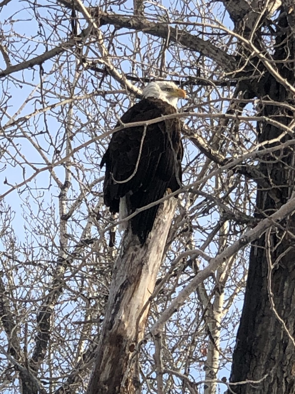 Calgary Wildlife Rehabilitation Society | 11555 85 St NW, Calgary, AB T3R 1J3, Canada | Phone: (403) 214-1312