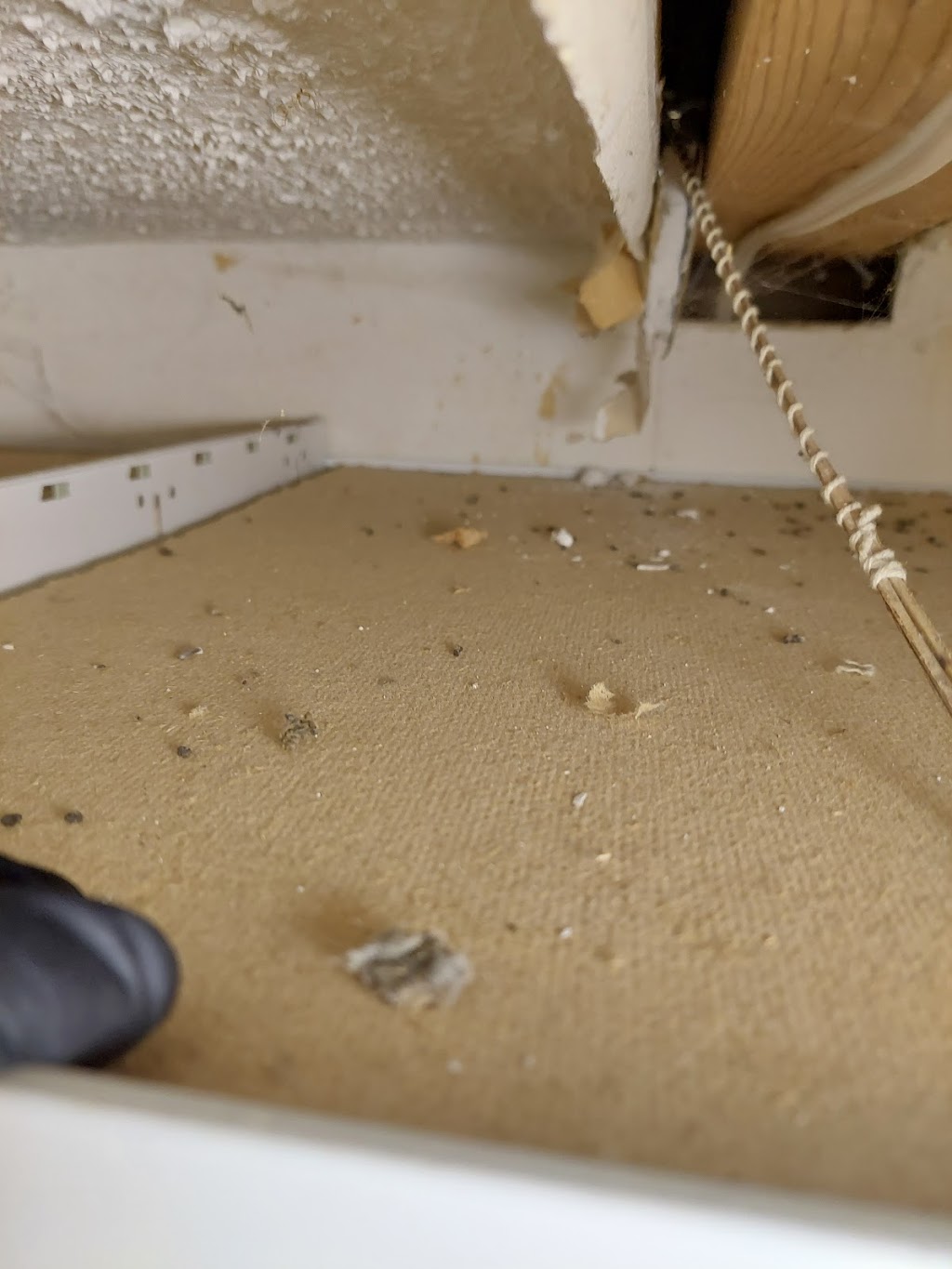 Ultimate Pest Solutions - Brampton | 17 Queen St W #2, Brampton, ON L6Y 1L9, Canada | Phone: (437) 882-4242