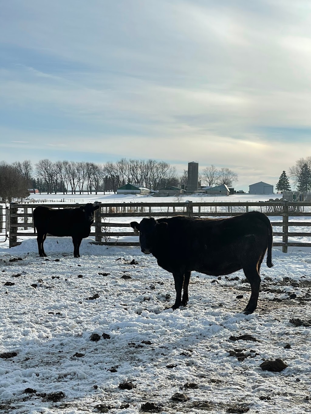 Grazing Meadows Wagyu | 43085 Newry Rd, Brussels, ON N0G 1H0, Canada | Phone: (519) 357-5807