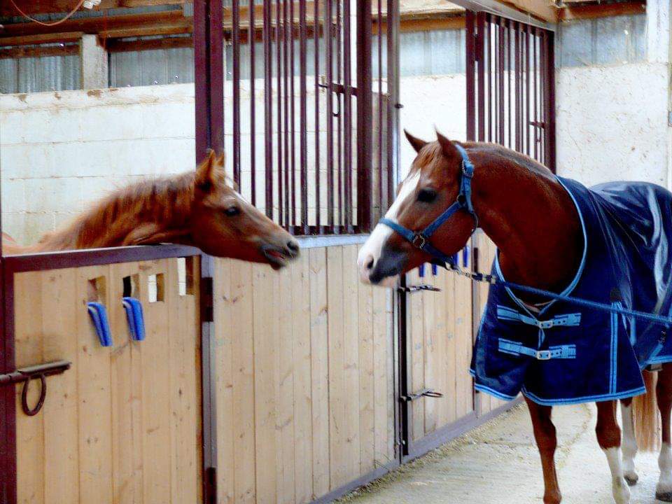 Teixeira Performance Stables | 6741 60 St NE, Canoe, BC V0E 1K0, Canada | Phone: (250) 803-6003