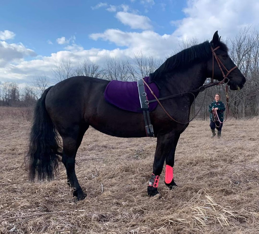 Raven Equestrian | 3816 Mountain Rd, Beamsville, ON L0R 1B2, Canada | Phone: (289) 441-6723