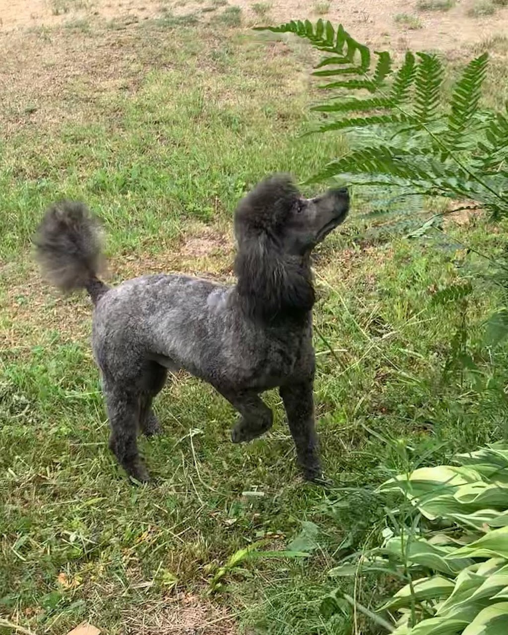 Almaguin Poodles | Peggs Mountain Rd, Burks Falls, ON P0A 1C0, Canada | Phone: (705) 380-5040