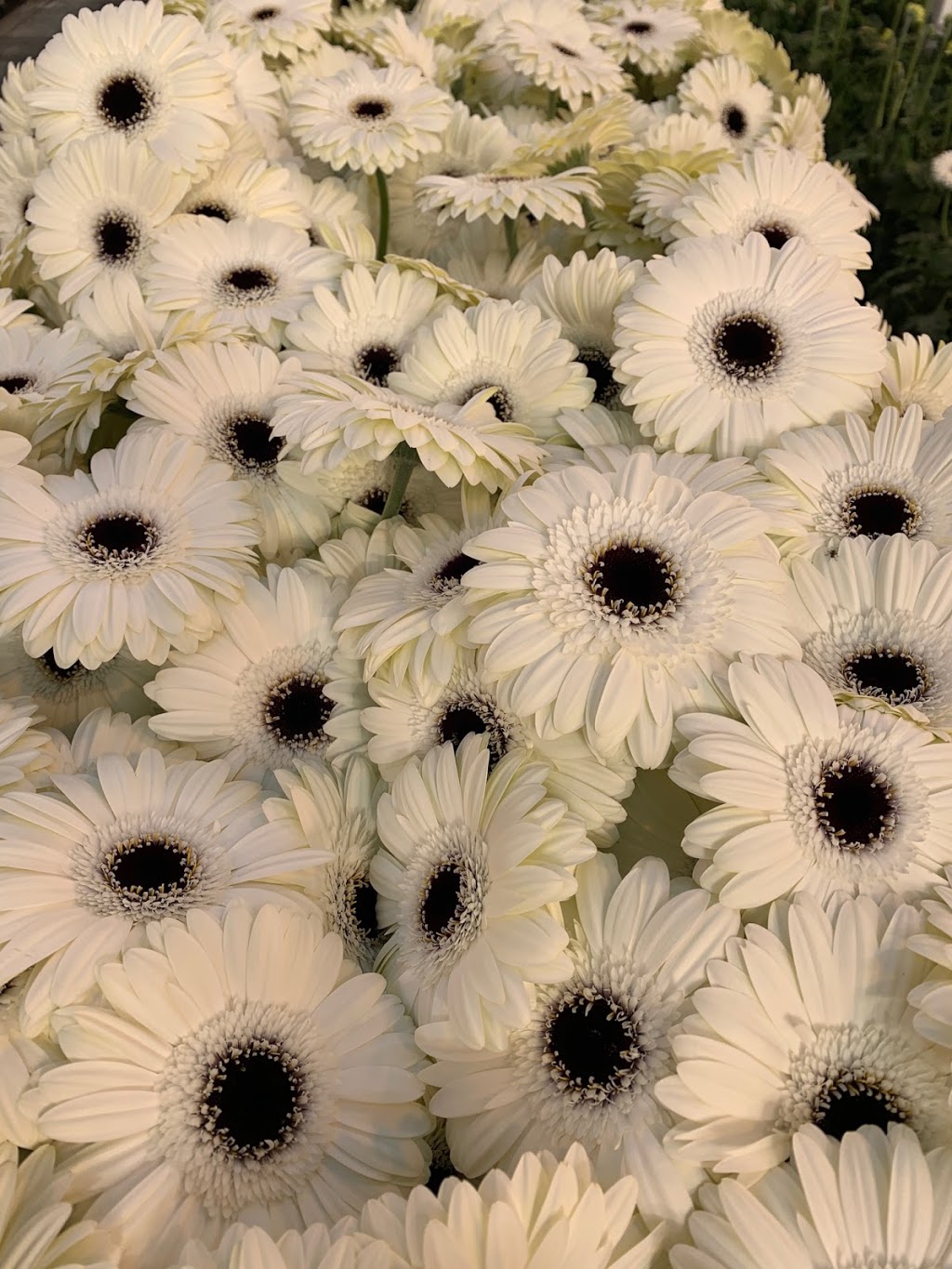 Hollandia Greenhouses,Ltd. | 19731 Richardson Rd, Pitt Meadows, BC V3Y 1Z1, Canada | Phone: (604) 460-1866