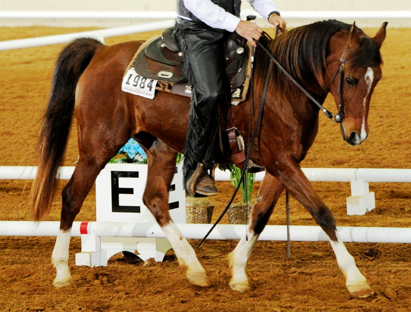 Symphony Stables | 778 County Rd 37, Wheatley, ON N0P 2P0, Canada | Phone: (519) 825-9708