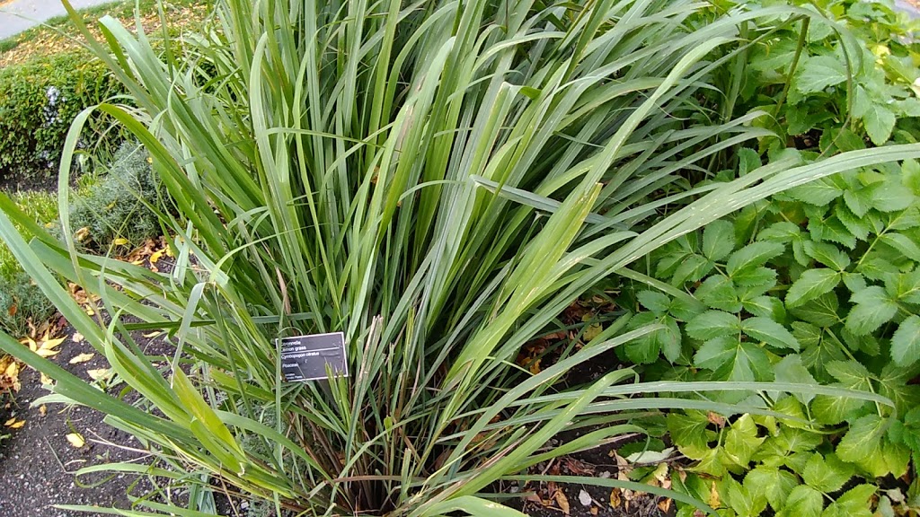 Useful Plants Garden | Montreal, QC H1X 2B4, Canada