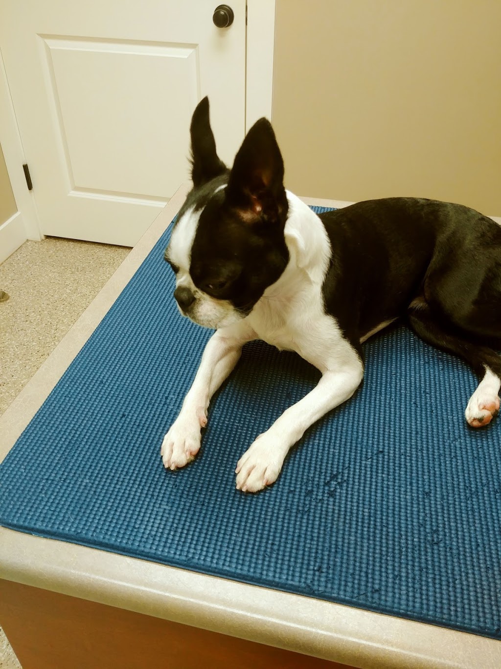 Head To Tail Veterinary Hospital | 102-22971 Dewdney Trunk Rd, Maple Ridge, BC V2X 3K8, Canada | Phone: (604) 466-7852
