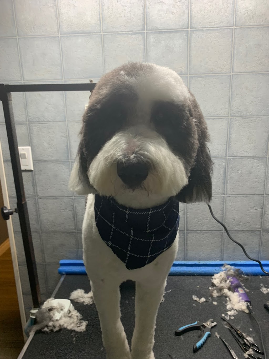 Bouctouche Grooming & Pet Supplies | 42 Rue De Parc, Bouctouche, NB E4S 3C5, Canada | Phone: (506) 743-8199