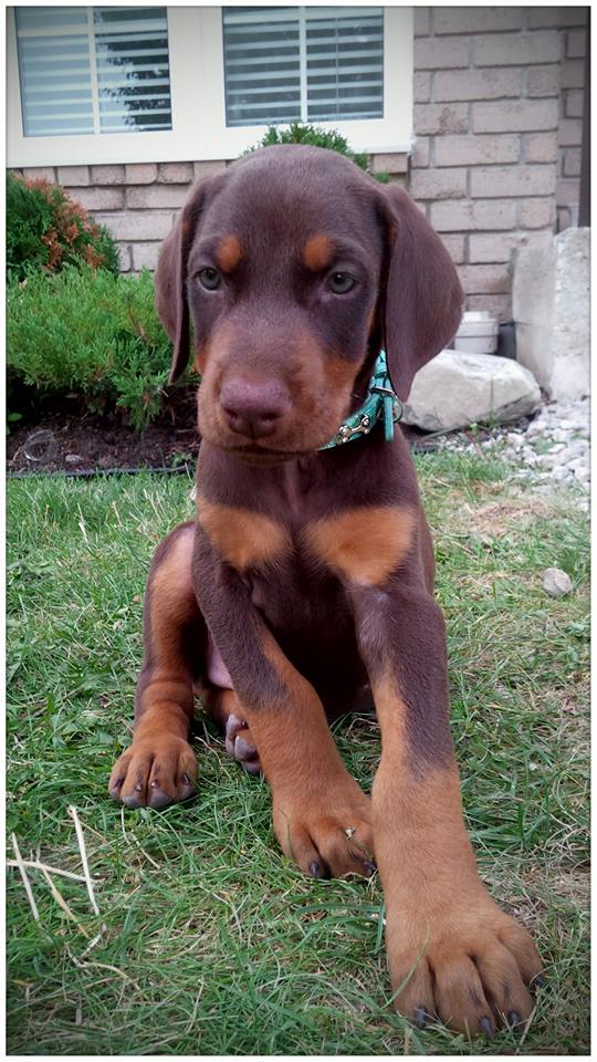 Croft Farm Boarding Kennels | 1851 Concession 6 Walpole, Jarvis, ON N0A 1J0, Canada | Phone: (905) 779-3060