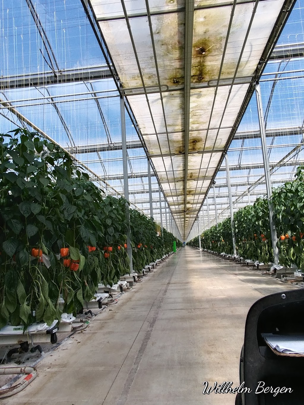 Greenhill Produce | 23282 Kent Bridge Rd, Kent Bridge, ON N0P 1V0, Canada | Phone: (519) 692-3477