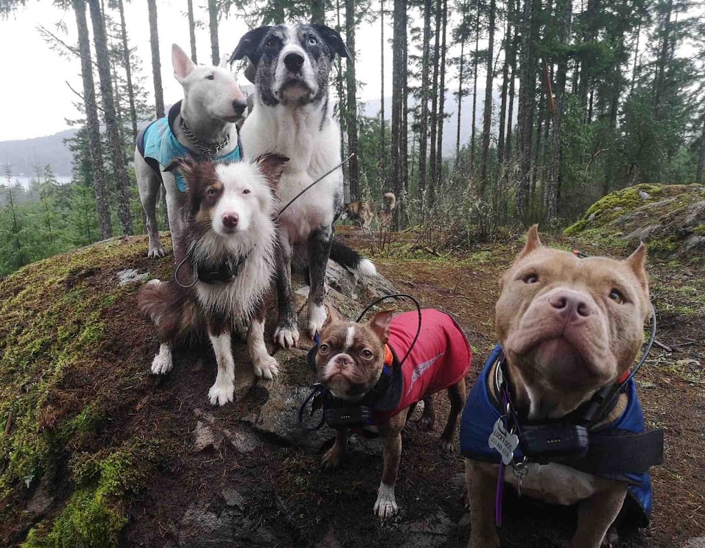 Lucky Dog Adventures and Daycare | 2041 May Ave, Shawnigan Lake, BC V0R 2W3, Canada | Phone: (250) 896-8848