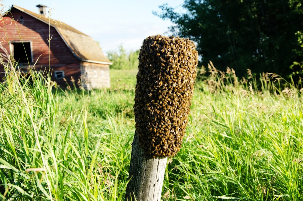 Alberta Beekeepers Commission | 11434 168 St NW #102, Edmonton, AB T5M 3T9, Canada | Phone: (780) 489-6949