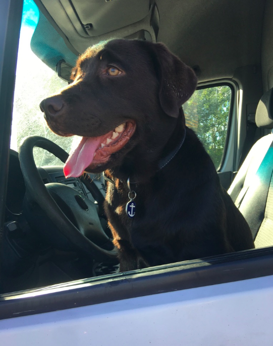 Joëlle Hamelin, intervenante en comportement canin | 287 Rue Lemonde, Granby, QC J2H 2Y1, Canada | Phone: (514) 668-0950