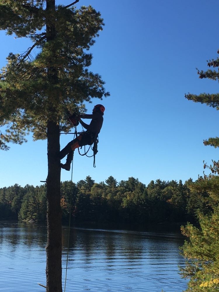 Balancer Tree Care | 1299 Canning Rd, Severn Bridge, ON P0E 1N0, Canada | Phone: (705) 619-4665