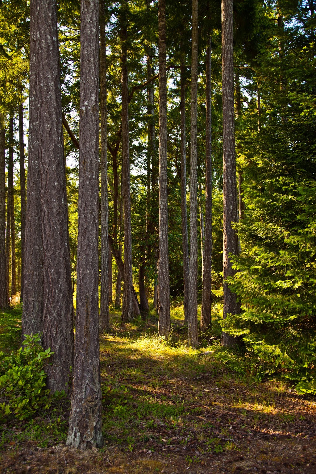 Mineral Springs Resort | 1460 N Beach Rd, Salt Spring Island, BC V8K 1J4, Canada | Phone: (250) 537-4111
