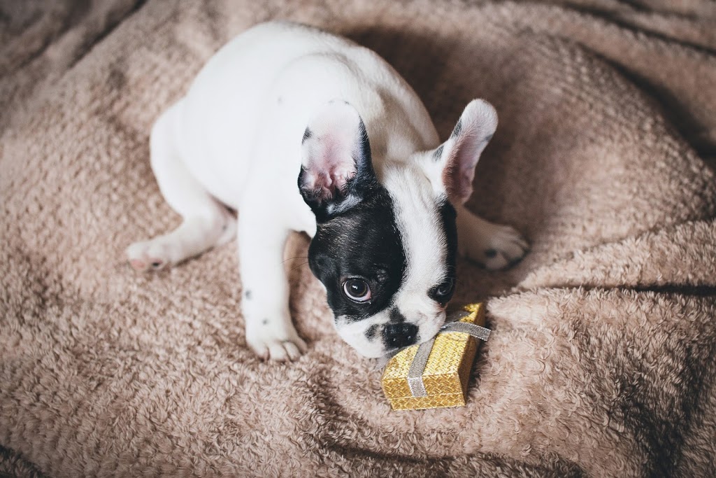 Steveston Veterinary Hospital | 7020 Francis Road, Suite 100, Richmond, BC V6Y 1A2, Canada | Phone: (604) 274-9938