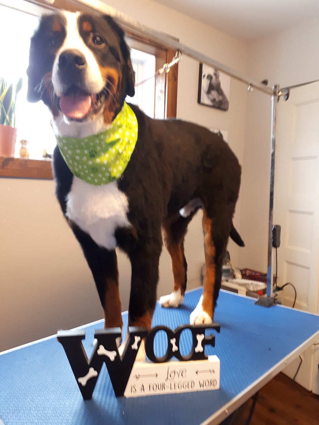 Toilettage woof-woof | St Michel, Magog, QC J1X 4H6, Canada | Phone: (819) 769-0811