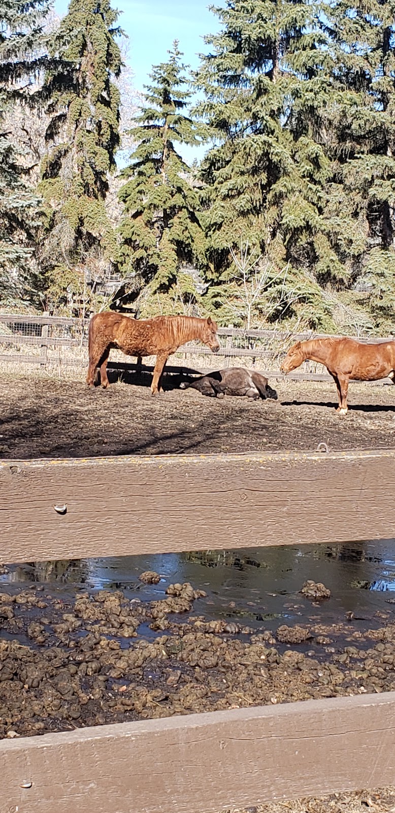 Riverview Riding and Respite | 2-6 Upland Dr, Spruce Grove, AB T7Y 1B9, Canada | Phone: (780) 719-9982