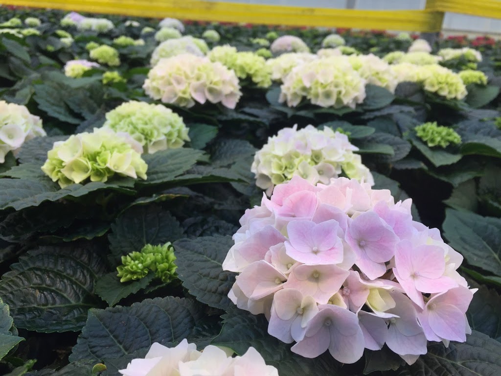 One Floral (office) | 2350 Fourth Ave, Jordan Station, ON L0R 1S0, Canada | Phone: (905) 562-4118