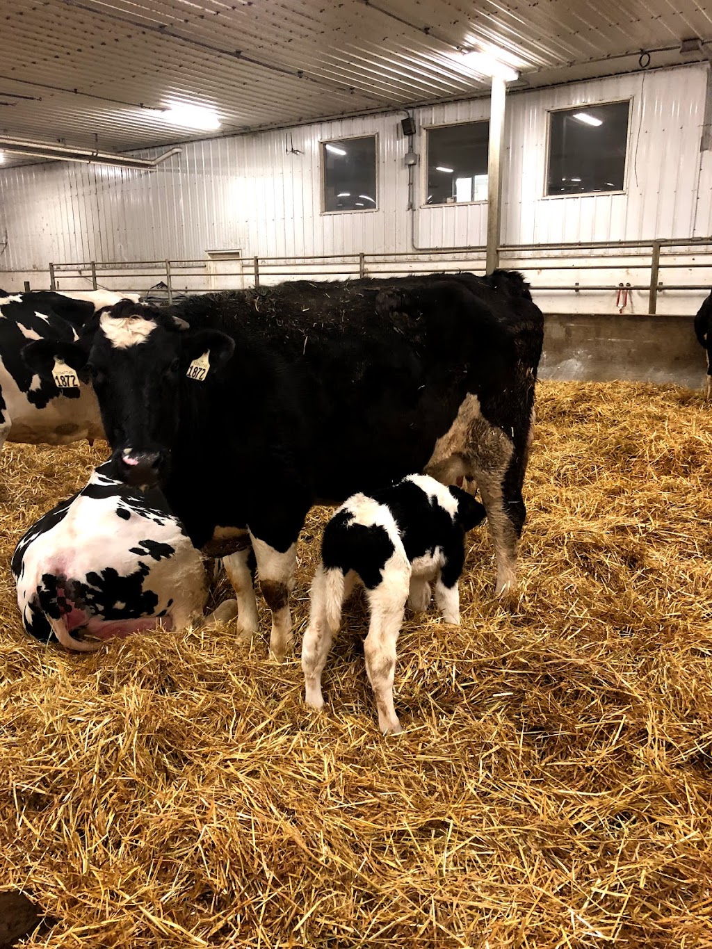 Laingspring Farm Ltd. | 35074 Road 38 N, Blumenort, MB R0A 0C1, Canada | Phone: (204) 346-3286