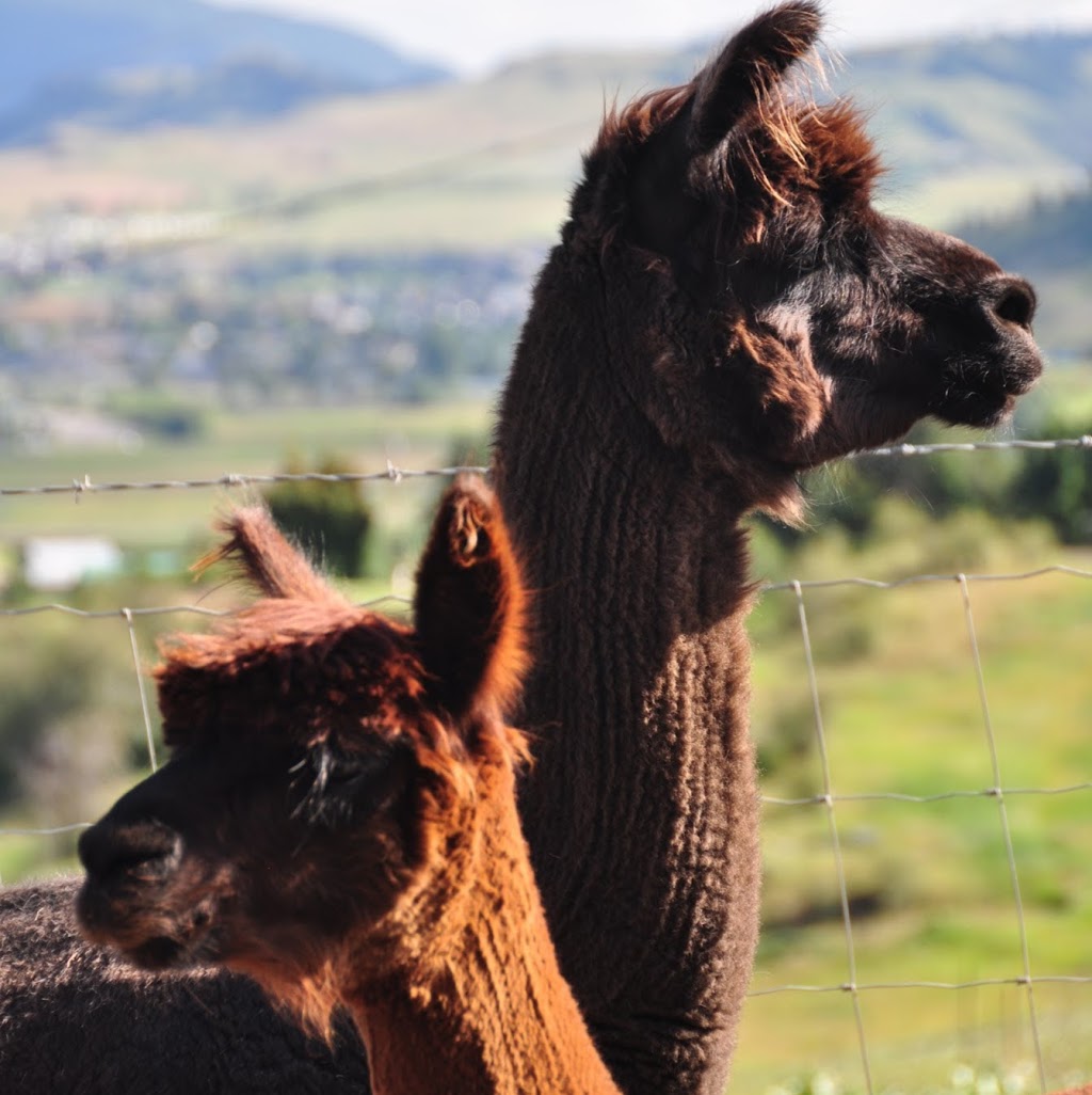 Camelot Haven Alpacas | Vernon, BC 1P9, 6841 Raven Rd, Vernon, BC V1H 1P9, Canada | Phone: (250) 549-2959