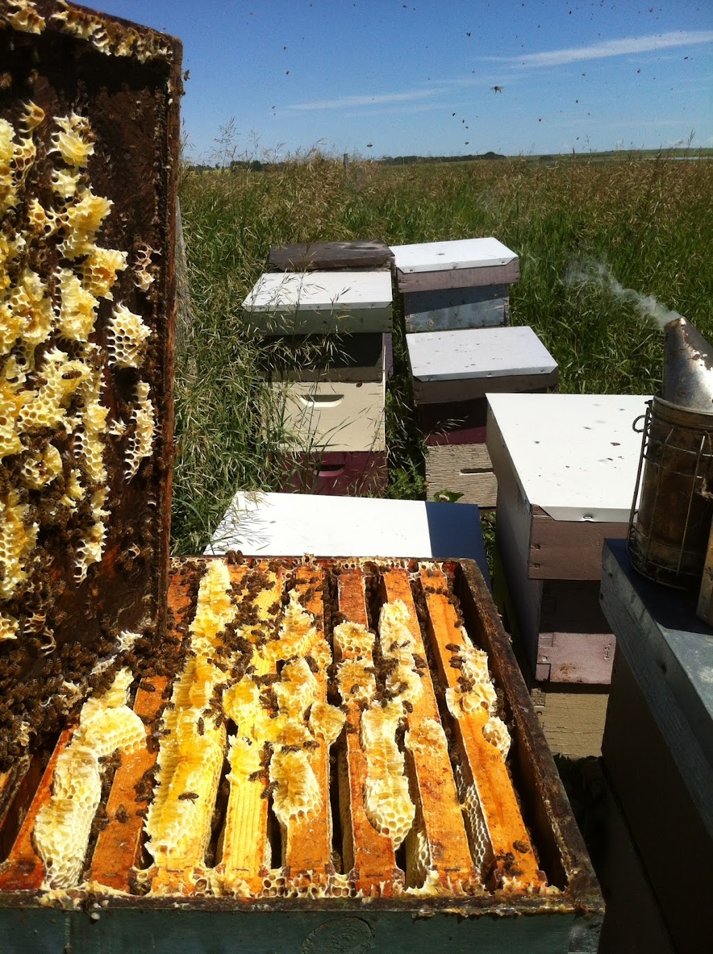 Honey Meadows Farm Inc | 290045 192st East, AB T1S 4A3, Canada | Phone: (403) 701-2804