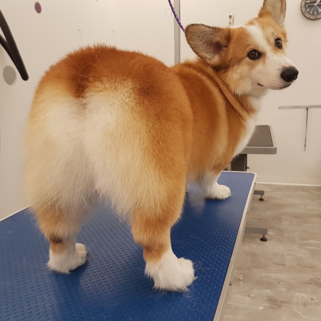 Platinum Pooch Salon | 618 King St E #2, Kitchener, ON N2G 2M1, Canada | Phone: (226) 789-0130
